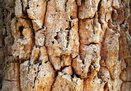 Tree Bark Stock Photo