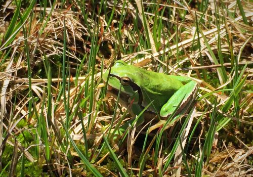 Rana-ASDEN-ECologistas-Soria